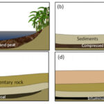 What Is An Organic Rock And Why Is It Important?