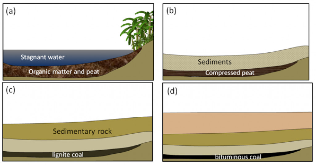 What Is An Organic Rock And Why Is It Important?