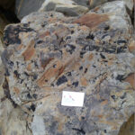 Fossil Plants