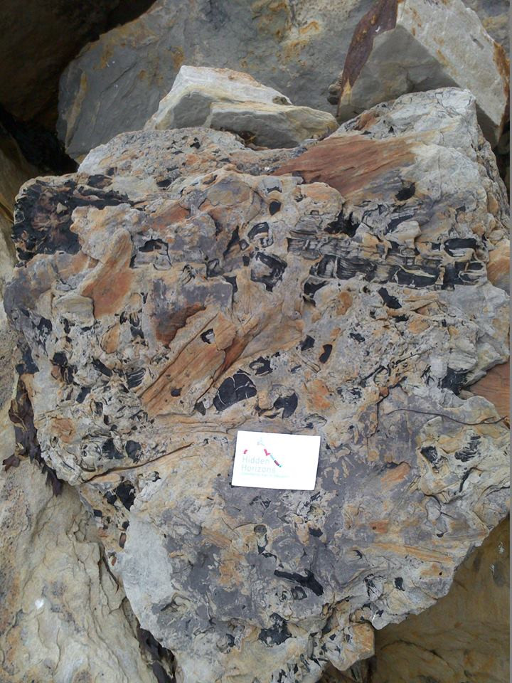 Fossil Plants