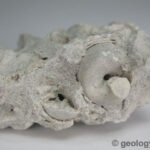 Fossilized shell in sedimentary rock, highlighting the process of mineralization and preservation of ancient life.
