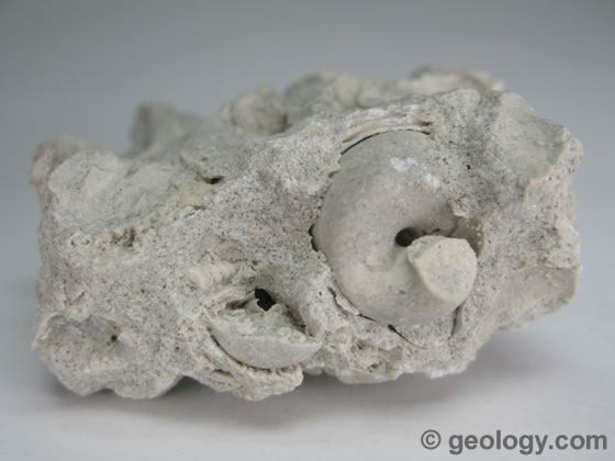 Fossilized shell in sedimentary rock, highlighting the process of mineralization and preservation of ancient life.