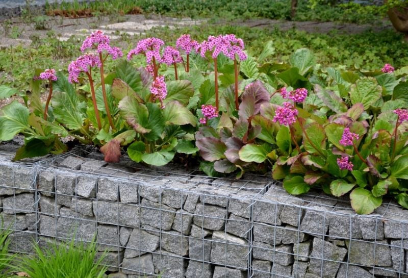 Gabion Planter