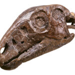 Hypsilophodon skull