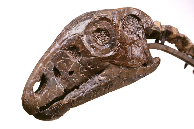 Hypsilophodon skull