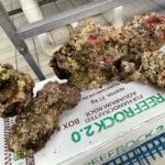 Freshly imported live rock, prior to curing