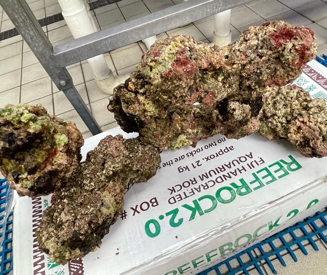 Freshly imported live rock before curing