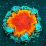Rock Flower Anemone displaying its vibrant colors and unique patterns in a reef tank