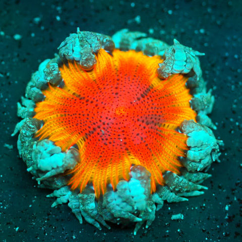 Rock Flower Anemone displaying its vibrant colors and unique patterns in a reef tank