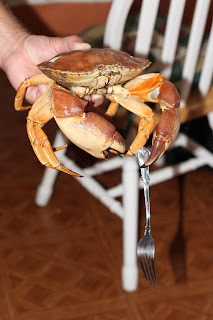 Handling live red rock crab carefully