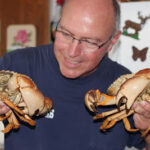 Red Rock Crab with vibrant red shell