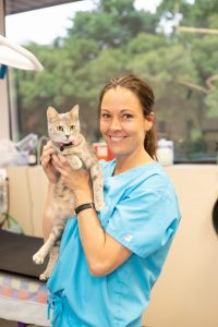 **What Is Doodle Rock Rescue And How Can It Help My Pet?**
