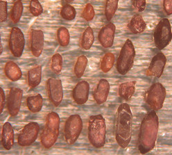Jack Hill zircons on tape, showcasing their timekeeping ability