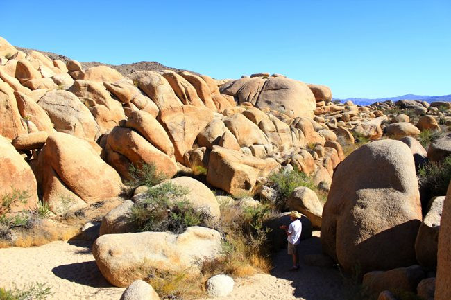 Joshua-Tree-Campground