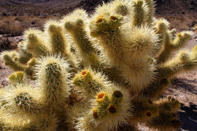 Jumping-Cactus