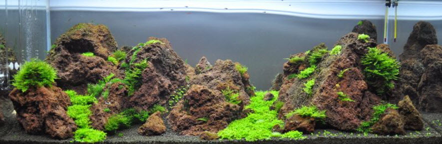 Lava Rock in the Aquarium