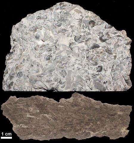 Limestone rock showing many etched fossils within