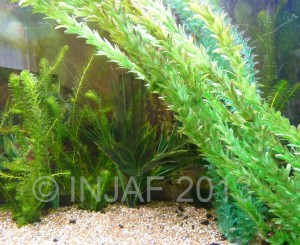 A mix of live and fake plants in a planted goldfish tank, showcasing a diverse environment