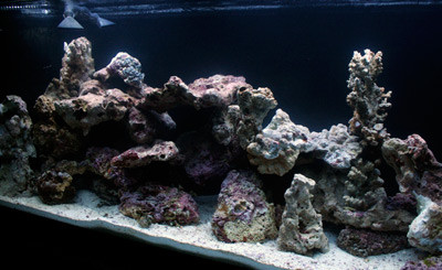 Aquarium live rock addition and design