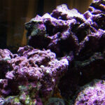 Live rock teeming with beneficial organisms