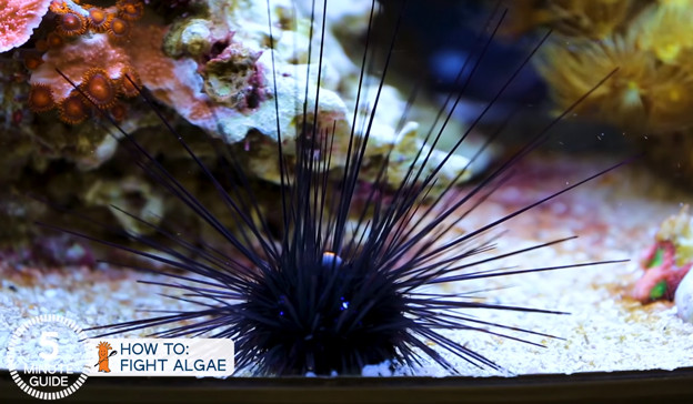 Long Spine Sea Urchin an effective algae grazer