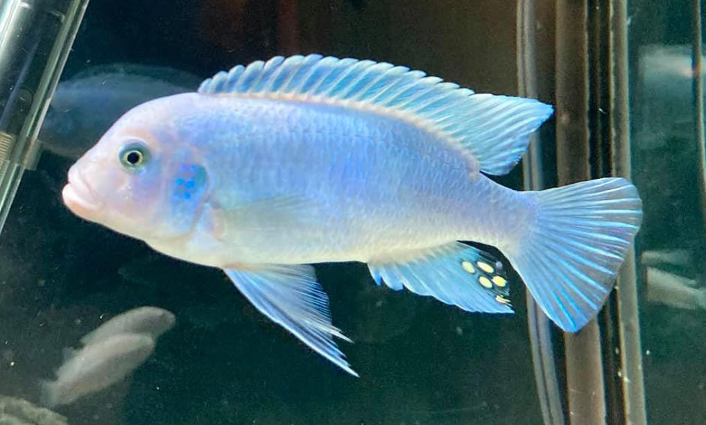 Cobalt Blue Cichlid in Aquarium