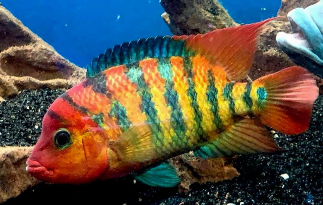 Mesoheros festae in Aquarium