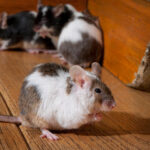 How to Identify Mouse Droppings