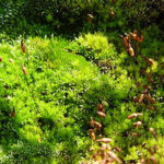 Sheet Moss Growing on Rocks