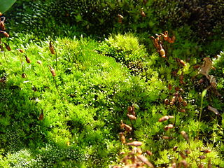 Sheet Moss Forming Dense Mats