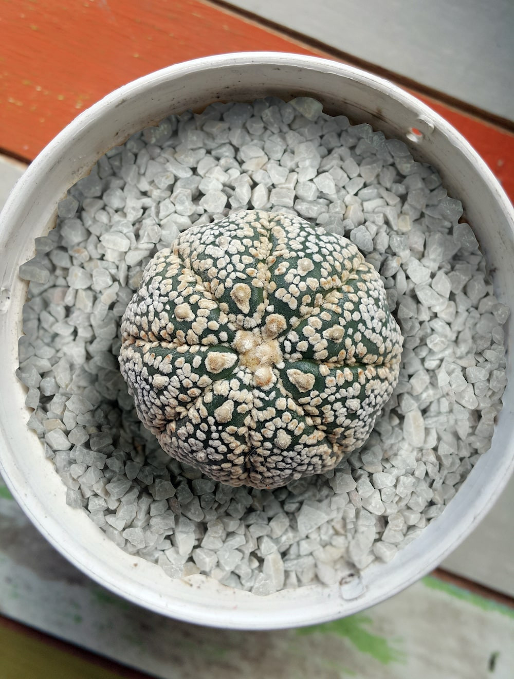msi-gray-pea-gravel-plant-ground-cover-min