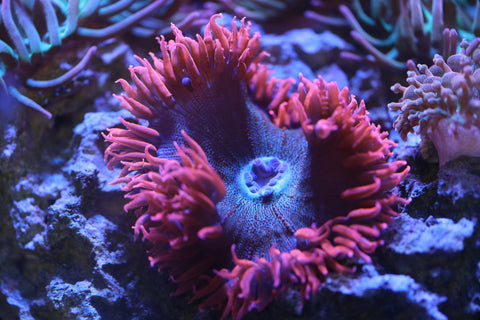 Ideal water flow for Rock Flower Anemone in a reef tank