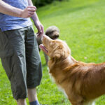Dog is taught to leave it