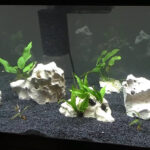 Preparing Anubias Plant for Attachment to a Rock