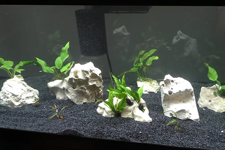 Preparing Anubias Plant for Attachment to a Rock