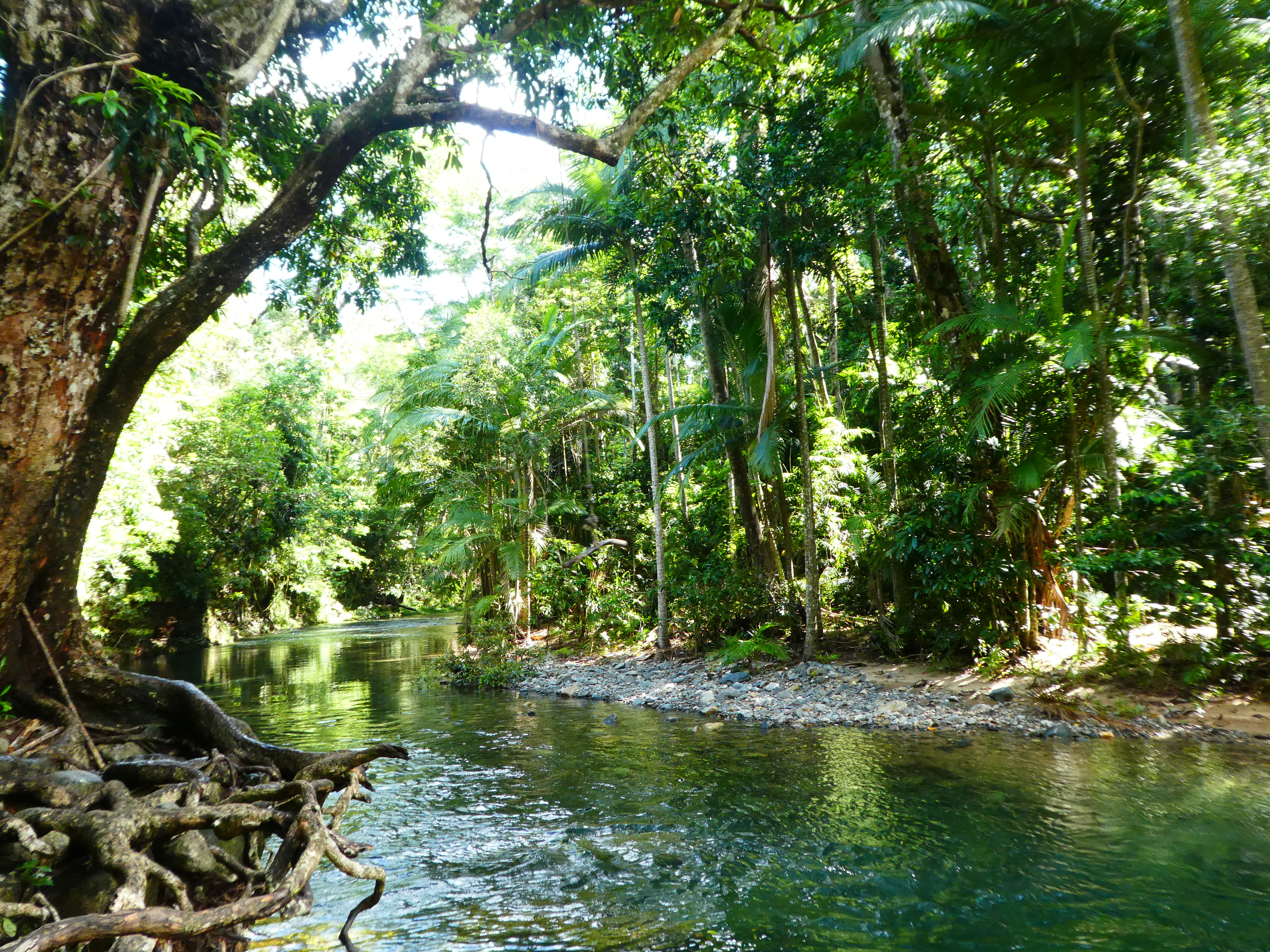 Daintree Rainforest volunteering opportunities offering insights into Australian slang and nature exploration