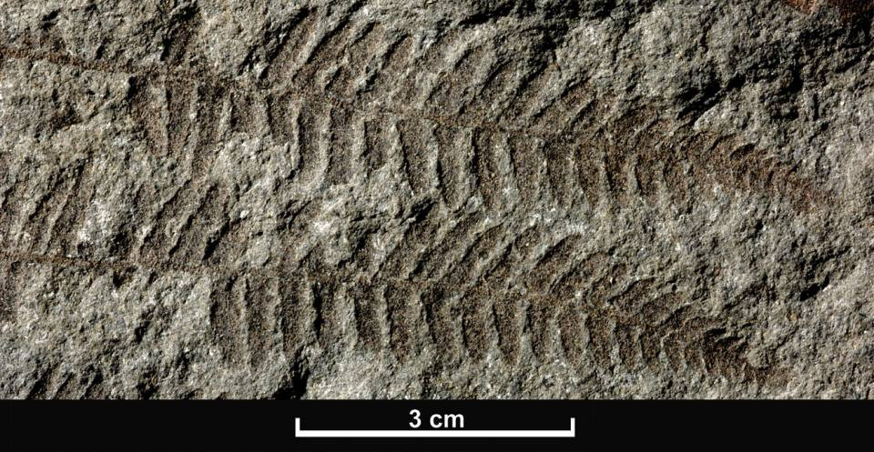 Plant leaves and ferns are good examples of fossils produced by compression. This image shows Coniopteris is a genus of true fern, or pteropsid, fossil from the Jurassic Period.