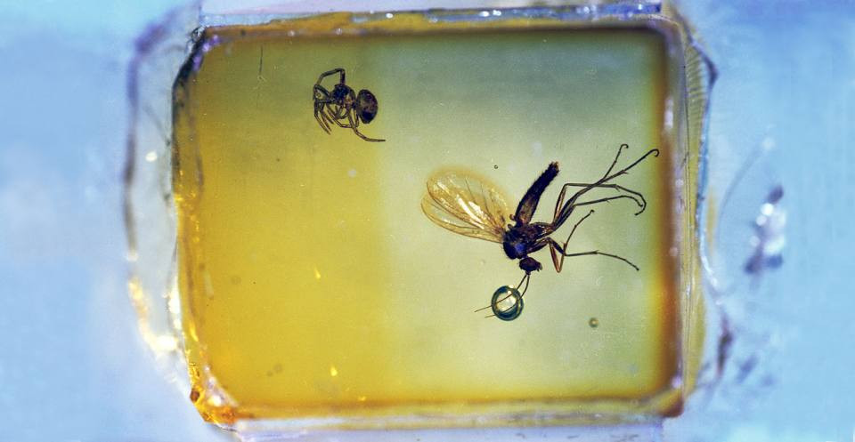 A fly and spider trapped in amber. Many different animals have been fossilised in amber, from flies and mosquitoes to spiders and snails, and in very rare instances ostracods (
