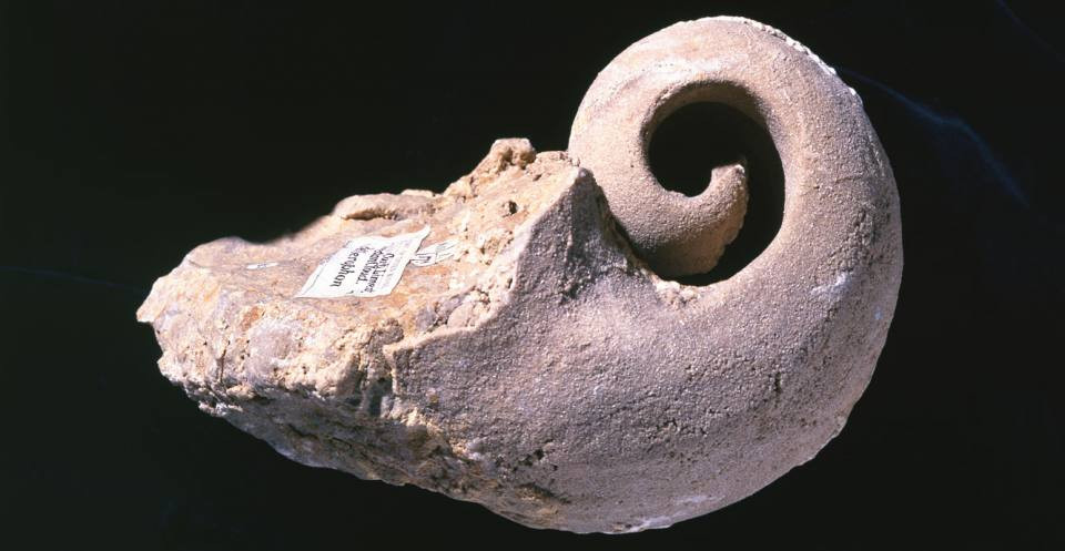 This image is a mould of an ancient snail or slug called Bellerophon, a gastropod. Fossils can form when mould of the interior of the shell is made by water-borne minerals percolating through it, but later the shell material dissolves away.