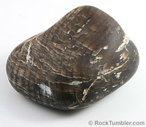 Petrified wood