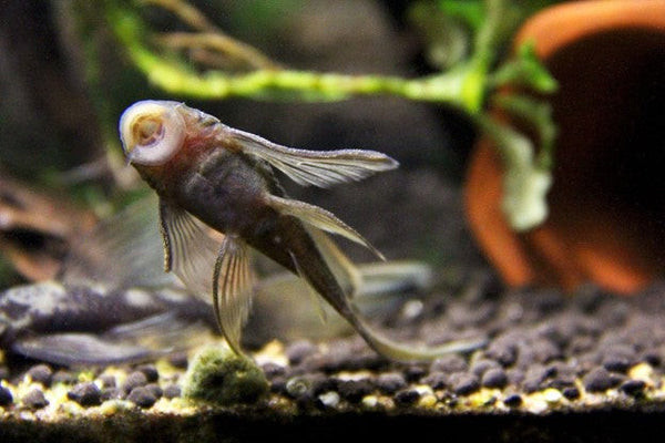 Green Dragon Bristlenose Plecostomus efficiently cleaning algae off the aquarium glass