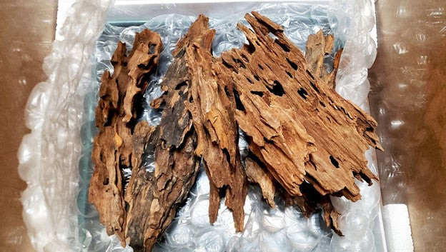dragon wood