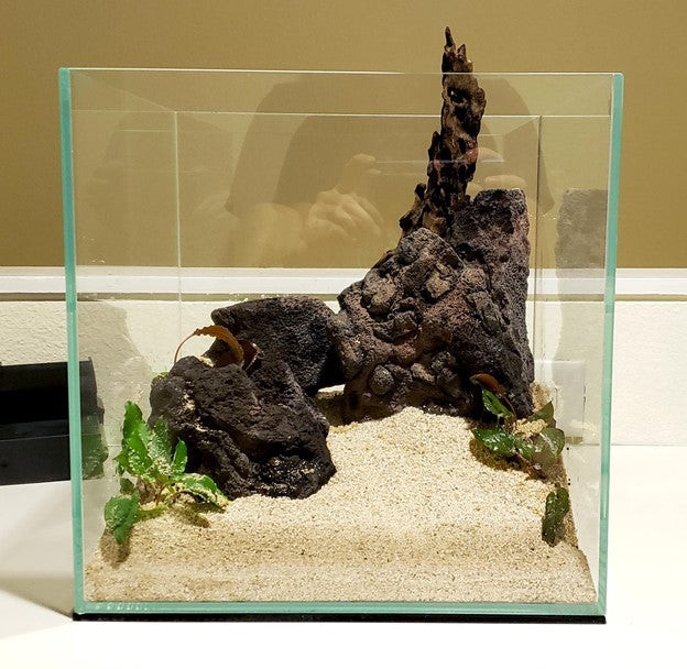 Planted tank with sand foreground