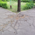 The roots of the tree are breaking up the asphalt.