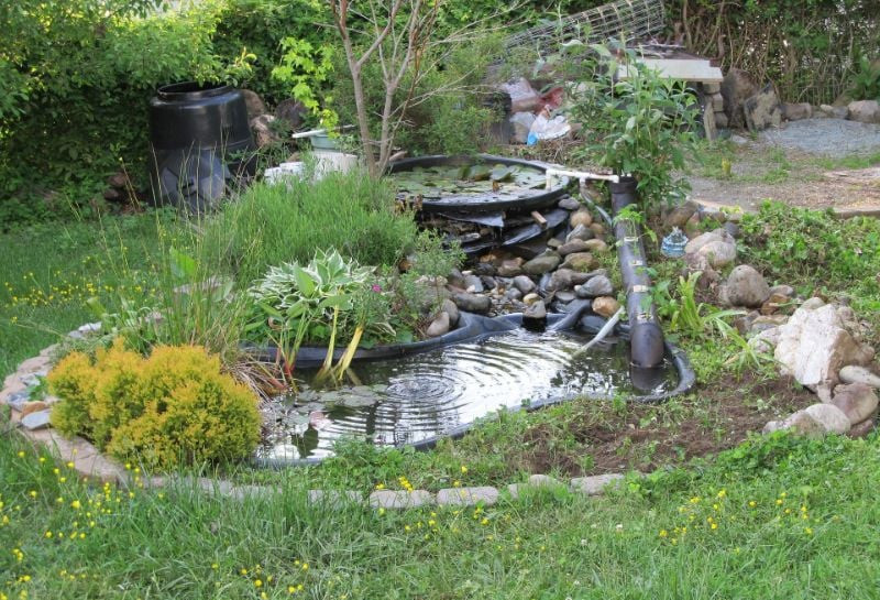 Pond with Rocks and Plants