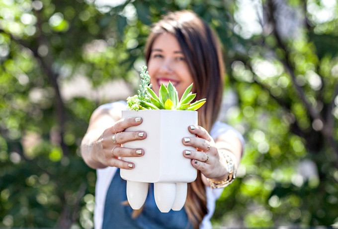 A close-up view of succulent potting process