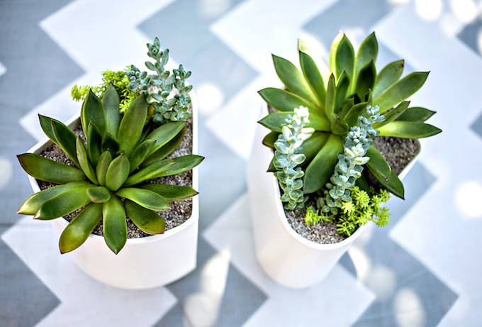 Succulents being potted with care in a DIY project