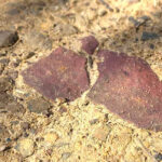 Red sandstone in the driveway. They’re easier to spot when damp or wet.
