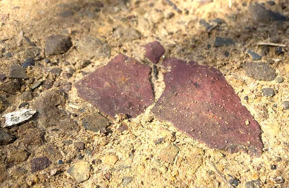 Red sandstone in the driveway. They’re easier to spot when damp or wet.