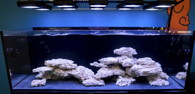 Reef Saver Rock